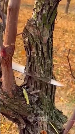 tree trunk cutting process #machine #machinetools #satisfying #cuttingtools #shortvideo