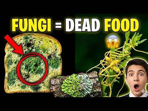 Fungi Full Explanation 🍄 | Nutrition, Types & NEET Tricks | Class 11 Biology |