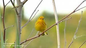 973 reactions · 279 shares | "Sweet sweet sweet, I'm so sweet!" The song of the Yellow Warbler is a familiar sound of spring. But do you know about this warbler's special call that serves as a warning for a particular threat? Find out in its ABC species profile: https://abcbirds.org/bird/yellow-warbler/ | American Bird Conservancy | Facebook