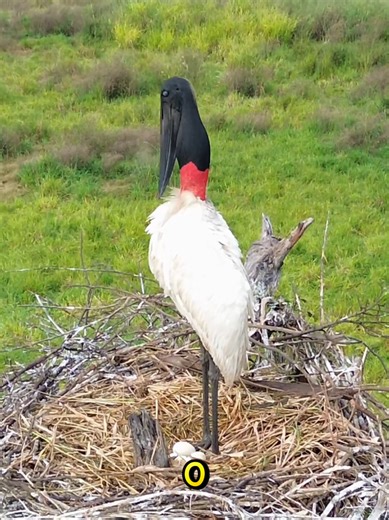 cigueña jabiru #animaulcuriosidades #datoscuriosos