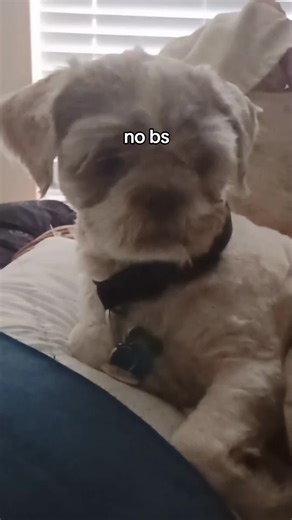 Adorable Shitzu Dog's Playful Antics