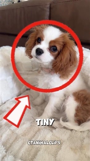 Royal Cutie Dog You Need to See 🐶👑#shorts