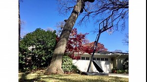 Tree Code Update - Homeowner Tree Removal