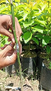 Budding Grafting Technique for Ylang-Ylang (Cananga odorata) Plant Nursery 🌱🌼 #PlantNursery #BuddingGraft #PlantPropagation #Horticulture #YlangYlang #CanangaOdorata | Tani Utun