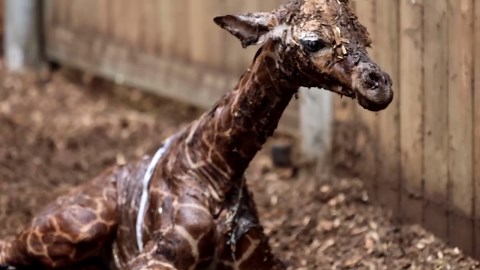Copenhagen Zoo welcomes baby giraffe and elephant