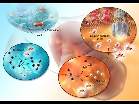 Cellular Respiration Glycolysis, Krebs cycle, Electron Transport 3D Animation