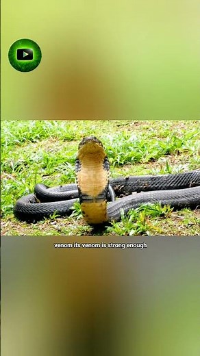 “This Snake Can Kill You in Minutes… King Cobra 😳” #facts
