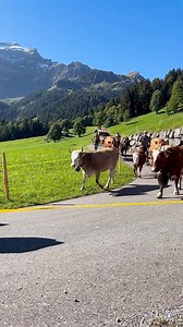 Switzerland 🇨🇭 | Swiss Nature