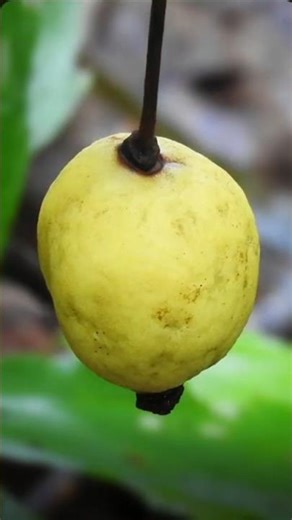 The Hidden Medicine #nature #science #natural #plants