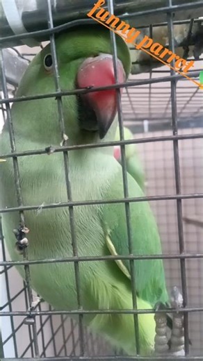 funny parrot 🦜🤣#shorts #funny #parrot #funnyparrot #birds #talkingparot