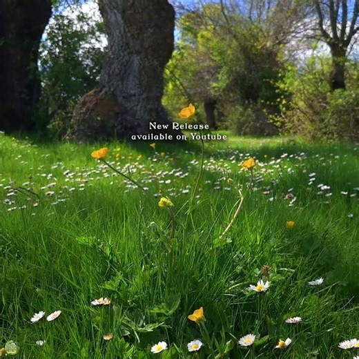 🌳🌻 Your Daily Dose of Nature: Healing Frequency of spring morning in the Forest | New Release