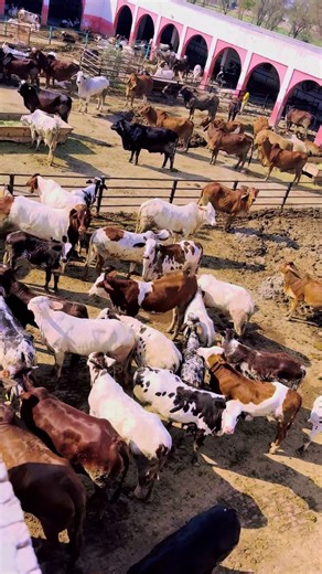 Discover Insights on Cattle Farming Techniques