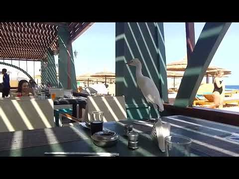 Aladdin beach hotel 4, Цапля (bubulcus ibis), 15 февраля 2026 г.