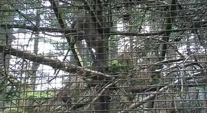 Here's some video footage from BBC Breakfast of the three wildcat kittens bred at a the Highland Wildlife Park near Aviemore. Awwww - look at them playing! climbing! gnawing on an unidentifiable piece of raw meat! ;) They have emerged from their den for the first time since birth. This species, sometimes called the Highland Tiger, is under threat of extinction because of cross-breeding with feral and domestic cats. These kittens were born in April as part of a conservation programme. | BBC Scotl