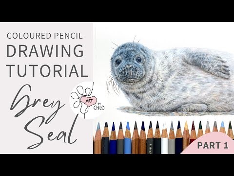 How to Draw a Realistic Grey Seal | Step-by-Step Coloured Pencil Tutorial | Part 1 🦭