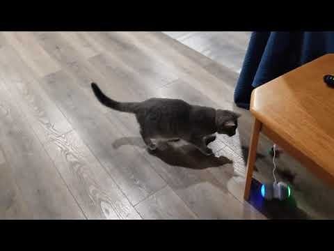 Ralthy Interactive Robotic Cat Toy on Amazon