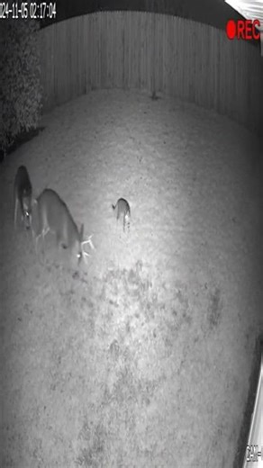 What Is Even Happening Cat Stops Two Deer From Fighting