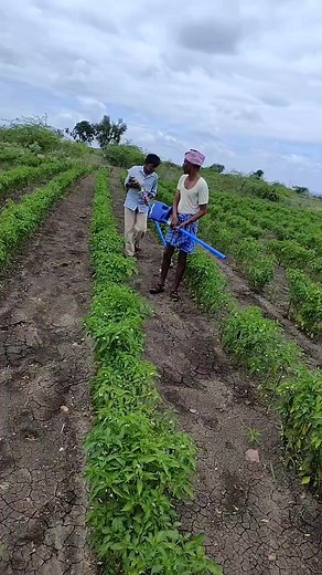 610K views · 4.6K reactions | Khuba Soil Conditioner Call 9900003891 | Krishi Bandhu | Facebook