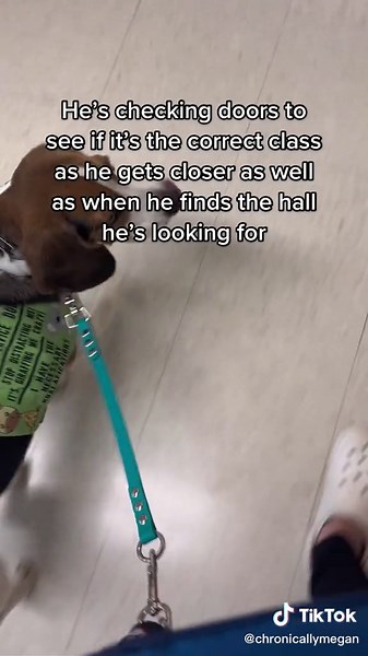 Service Dog Training Classes for Public High School Students