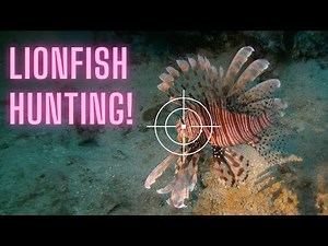 Lionfish Hunting with Pole Spears
