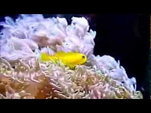 NanoMarinus 30L Gobiodon okinawae