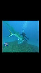 See what happens when you spear a big Amberjack, aka Reef Donkey, around a bunch of Lemon Sharks. | Emerald Charters