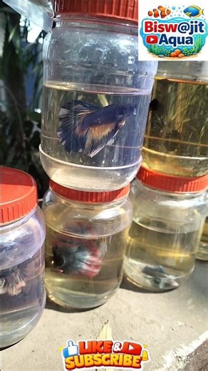 Beautiful betta fishes🐟😬😱#bettafish #fish #youtubeshorts #trending #viral #shots #youtube #vlog