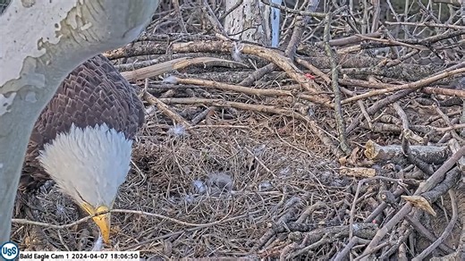 33K views · 1.3K reactions | See the first feeding of the new eaglet, USS7 at the United States Steel Corporation bald eagle nest located near Pittsburgh yesterday. You can watch the USS eagle cam live here: https://pixcams.com/uss-eagles/ | PixCams | Facebook