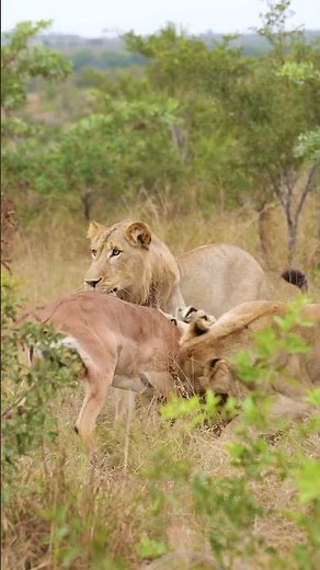 Nature Unfiltered: Lions vs Impala