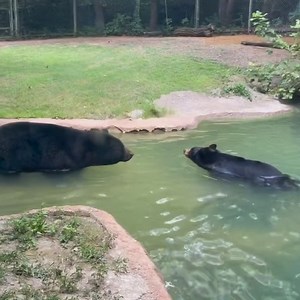 6.9K views · 497 reactions | TJ went from toe dips to finally joining Boudreaux in the pool! These two are hardly ever more than a few feet away from each other, and what one does, the other often follows! Lately, that looks like following each other into the pool to cool down on these hot summer days. : Keeper Christine | Fort Worth Zoo | Facebook