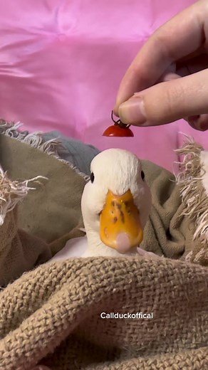 I can’t find my heart. #callduck #duck #funny #funnyvideos #funnyanimals #cute #cuteanimals #cuteduck