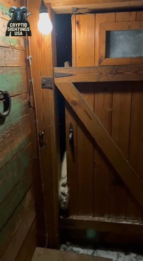 I filmed the knob turning with its paw around the frame until the whole door exploded inward with each hit and left claw marks in the wood. #PolarBear #Svalbard #ArcticCabin #BearAttack #DoorPOV #RealTerror #Survival #Shorts | Cryptid Sightings USA