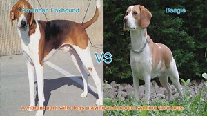 American Foxhound vs. Beagle: A Comprehensive Breed Comparison
