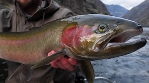 10K views · 384 reactions | Where is the most amazing place you've fished for steelhead?  A few months ago, we put out a series about our adventure to Idaho in search of steelhead, trout, and sturgeon. A bunch of you asked for a movie version, so we did just that!  Facebook and Instagram limit video lengths, so to catch the rest of the movie featured here, head over to our Addicted Fishing YouTube Channel to watch the rest. It was an amazing adventure! | Addicted Fishing | Facebook