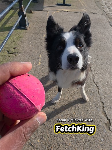 Exciting FetchKing Challenge: Find the Hidden Ball!