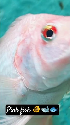 "Most Unique Aquarium Fish You've NEVER Seen Before!" #pinkfish