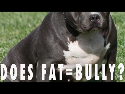 Is your bully dog too fat?
