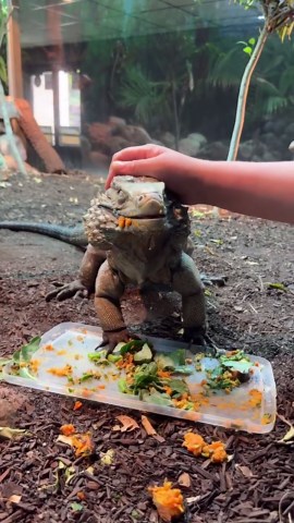 Iguana leans in for gentle head scratches