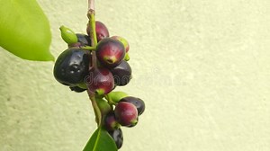 Frutos de syzygium cumini. almacen de video. Vídeo de humano - 220541537
