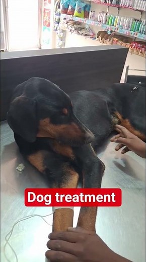 Doberman Dog: The Loyal, Fearless & Intelligent Guardian