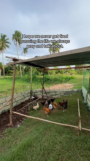 Farm Life in Cebu: Heritage Chicken and Rural Living Explored