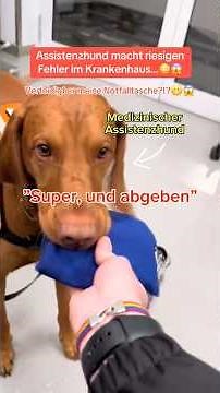 Wie findest du es, dass Assistenzhunde mit ins Krankenhaus dürfen?🚑 #assistenzhund #hund #pflege
