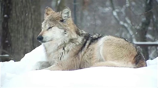 25 Days of Wolves | Day 6 🐺 Today we shine a spotlight on Trumpet, a wolf whose name originates from her loud, joyful squeals as a pup. Over the years, Trumpet and her mate Lighthawk, have welcomed several litters, and some of their pups have been released into the wild. One pup, Slides, is thriving in the New Mexico wilderness. Trumpet’s story has reached far beyond our center and she’s even the star of a beautiful children’s book that celebrates her journey and the importance of protecting he