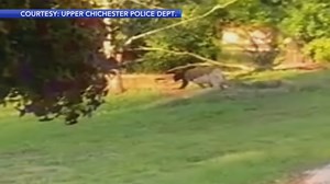 Bear spotted twice in Delaware County