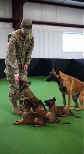 Female Soldier Trains Belgian Shepherds, Puppies Follow Commands 🐕💪