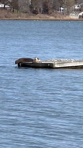 37K views · 1.4K reactions | Seals relaxing on the Cape | Cape Cod, Massachusetts | Facebook
