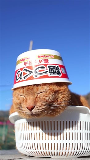麺づくり 鶏ガラ醤油 260308 #のせ猫 #cat #cute #ネコ #ねこ #猫のいる暮らし #猫 #cutecat #猫のいる生活