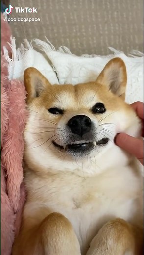 Dog Massage Therapy: Tips and Techniques for Your Pup!