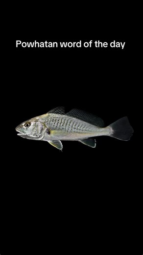 🐟🌊 Manchauemec (Atlantic Croaker) Manchauemec moves through the shallow coastal waters and estuaries of Tsenacommacah, often heard before it is seen. Named for the low croaking sound it produces, this fish gathers in schools and feeds along sandy and muddy bottoms. Manchauemec reminds us that the waters speak in many voices — some seen, some heard, all part of the living tide. 🌾 #indigenous #native #powhatan #virginia #languagerevitalization