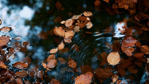 Leaves, Falling Leaves, Autumn. Free Stock Video
